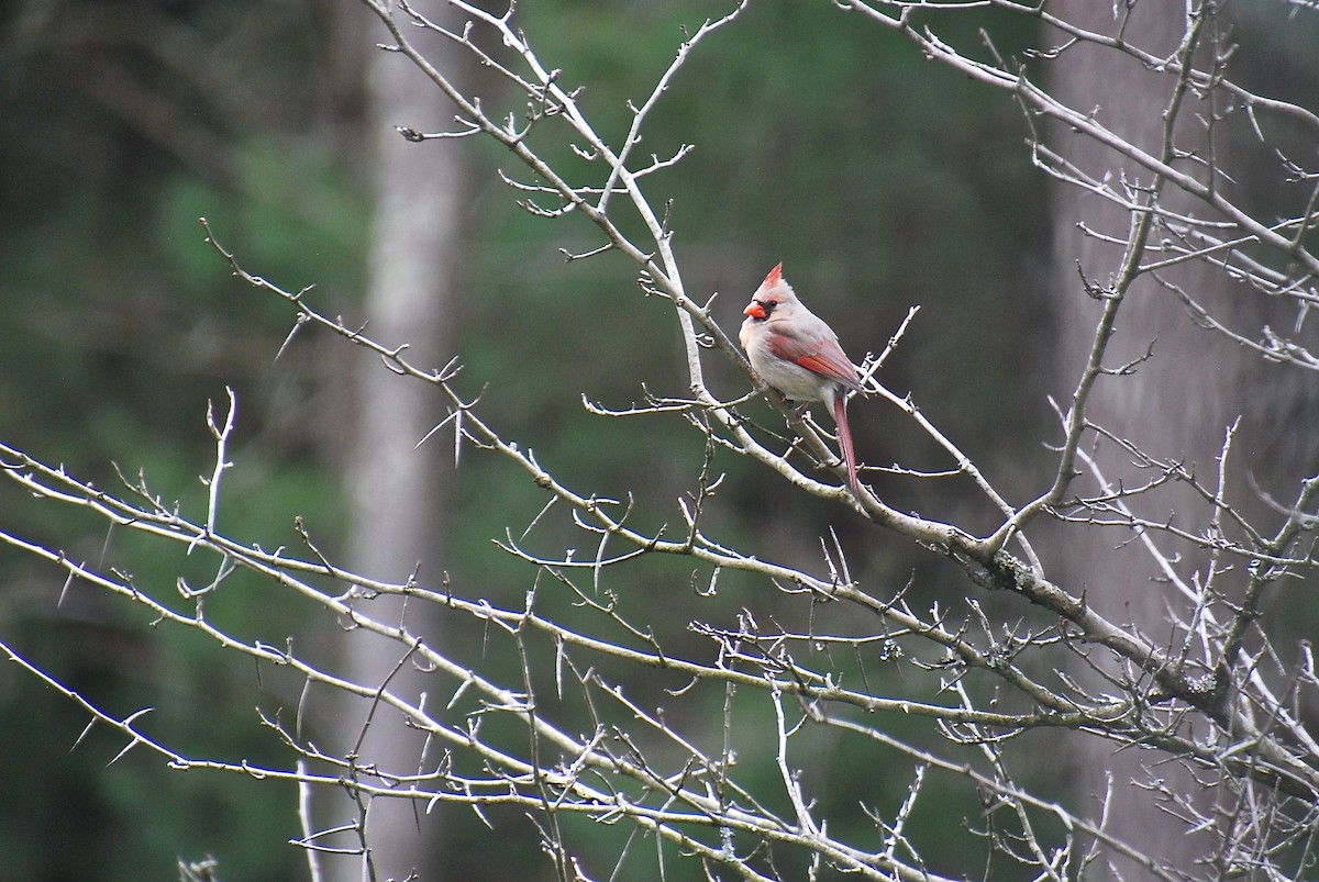 Northern Cardinal - Cynthia Burkhart