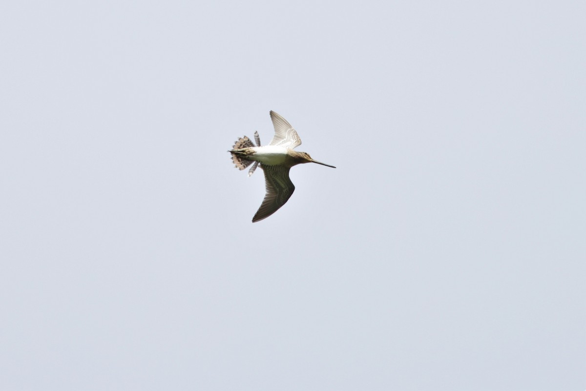 Common Snipe - ML616684992