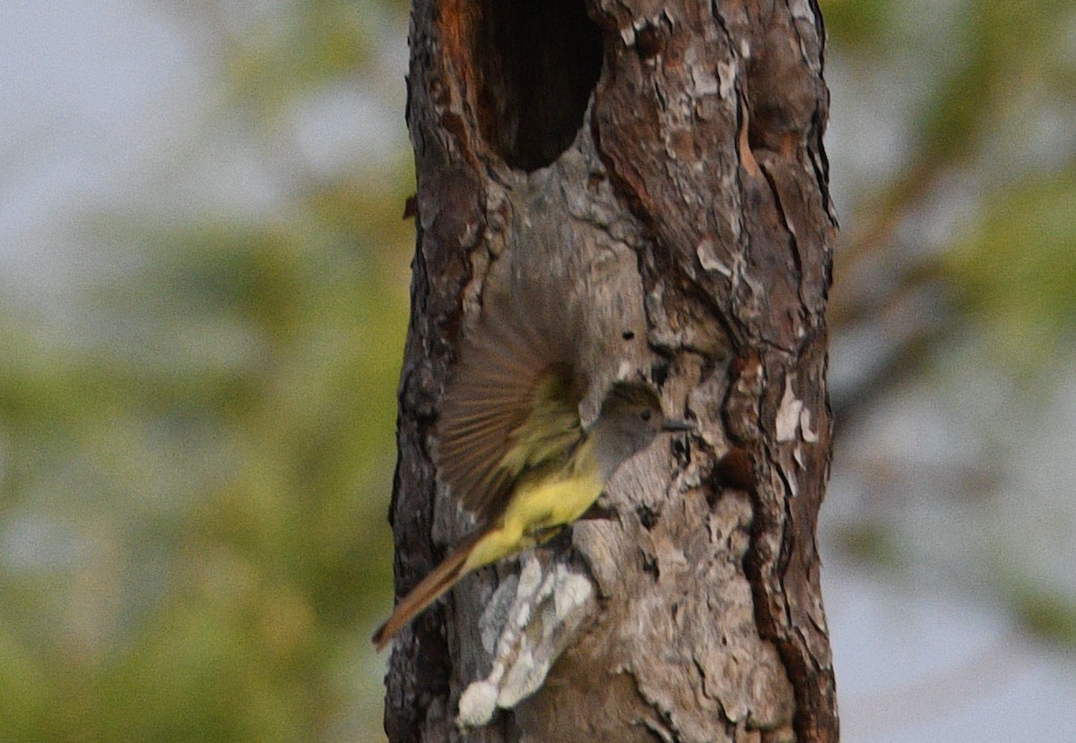 Great Crested Flycatcher - ML616684997