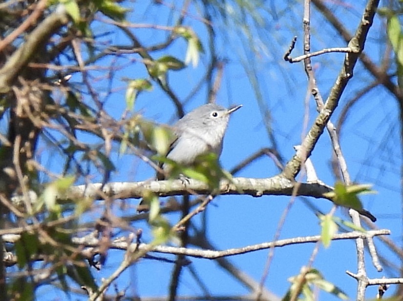 Blue-gray Gnatcatcher - ML616685087