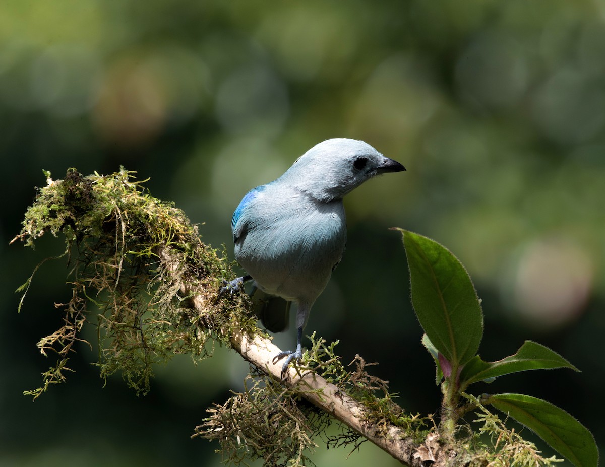 Blue-gray Tanager - ML616685088