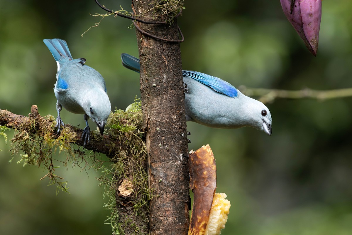 Blue-gray Tanager - ML616685089