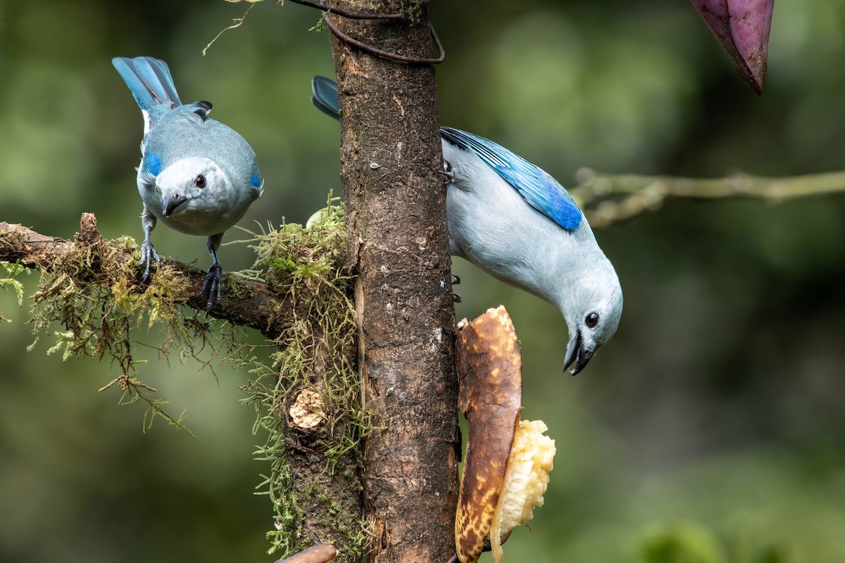 Blue-gray Tanager - ML616685090