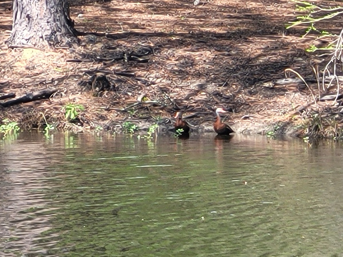 Black-bellied Whistling-Duck - Daniel Goyer