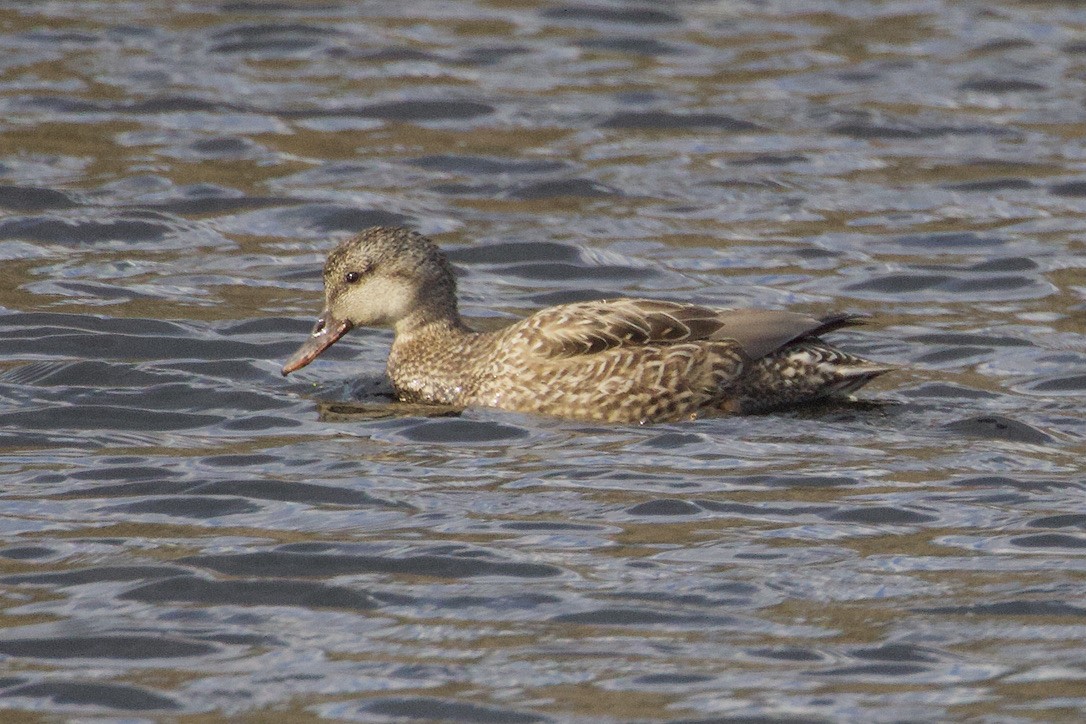 Gadwall - ML616685136