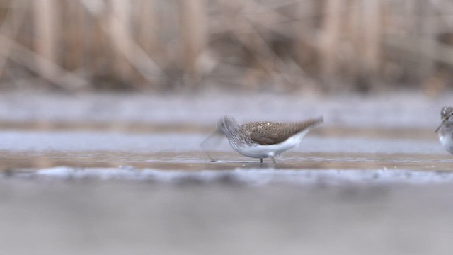 Waldwasserläufer - ML616685144