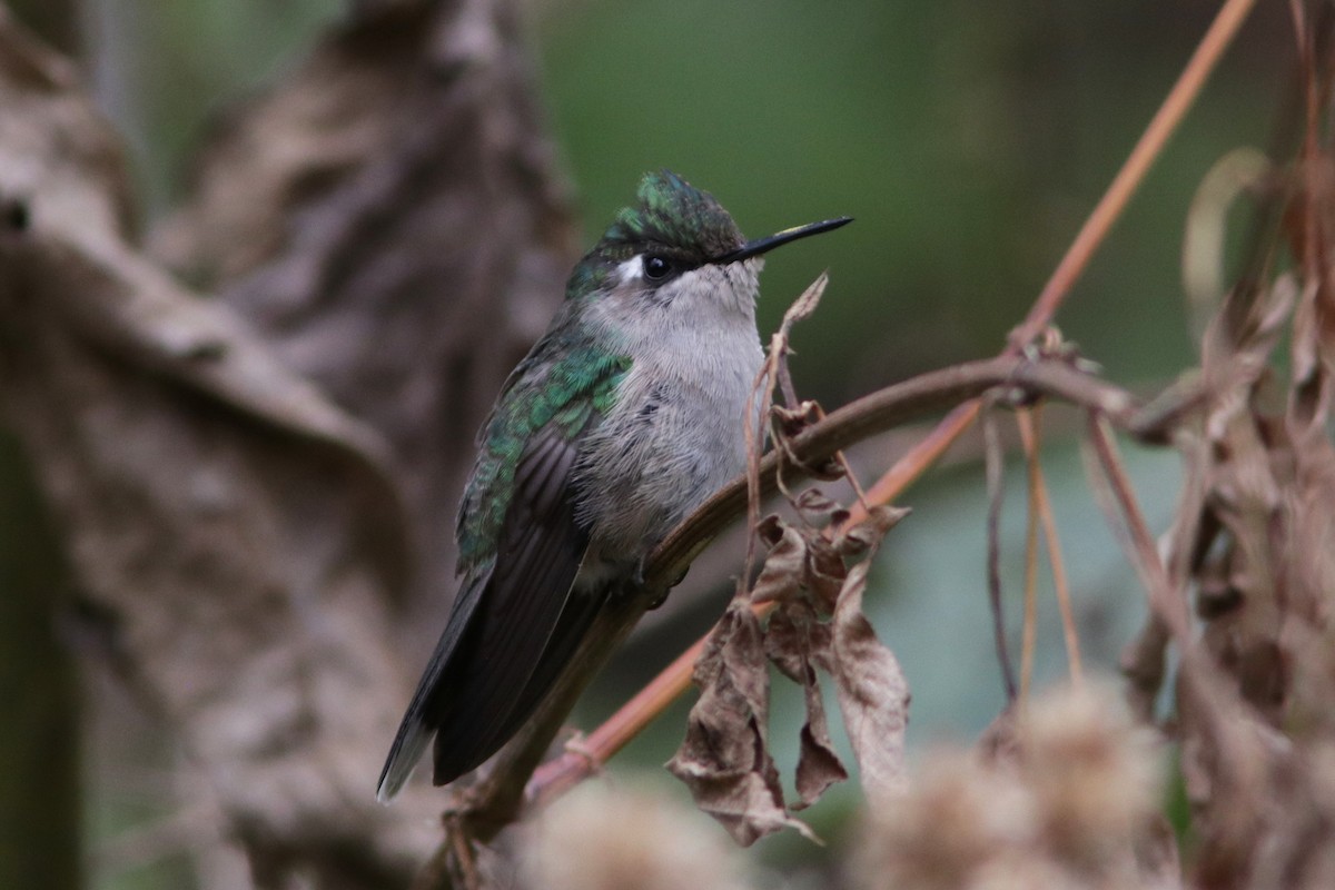 Green-crowned Plovercrest - ML616685146