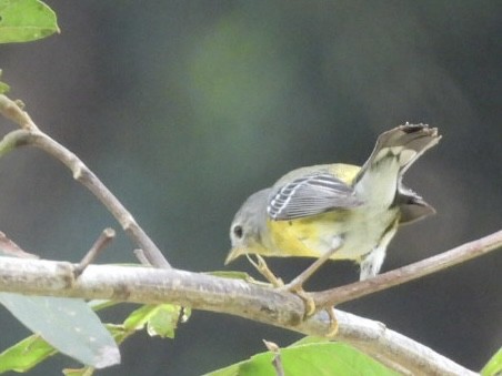 Magnolia Warbler - ML616685152