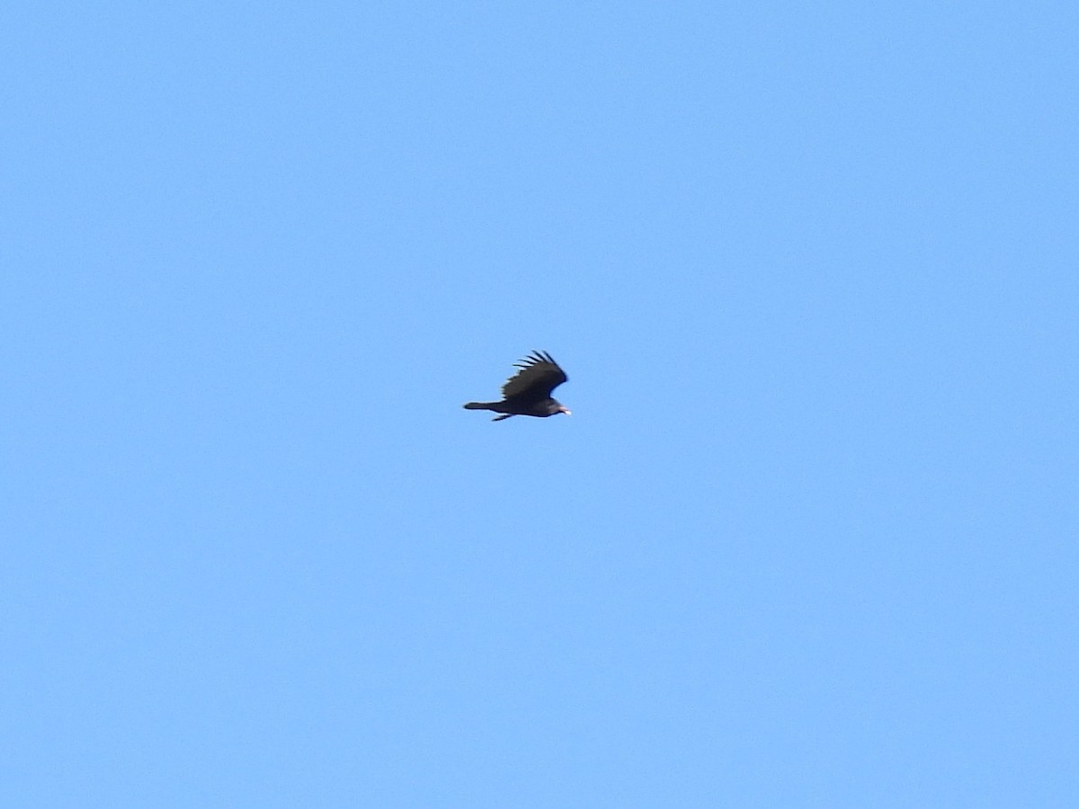 Turkey Vulture - ML616685176
