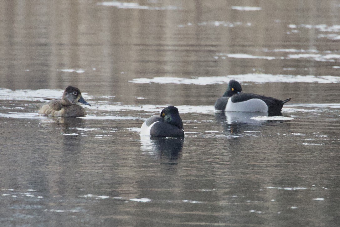 Ring-necked Duck - ML616685190