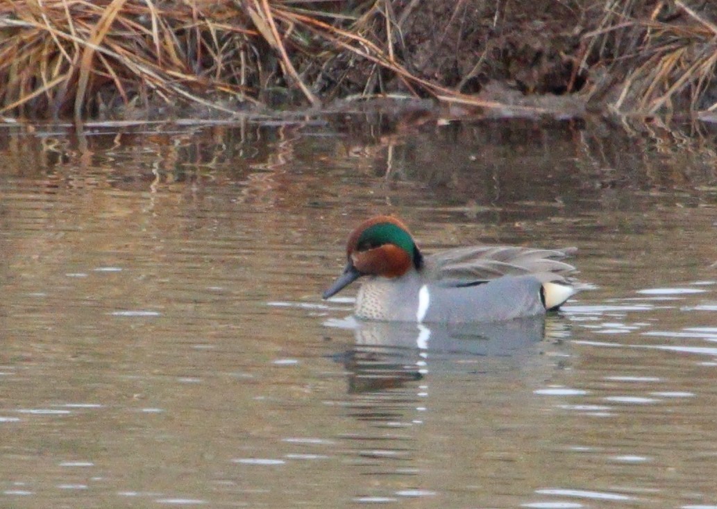 Green-winged Teal - ML616685197