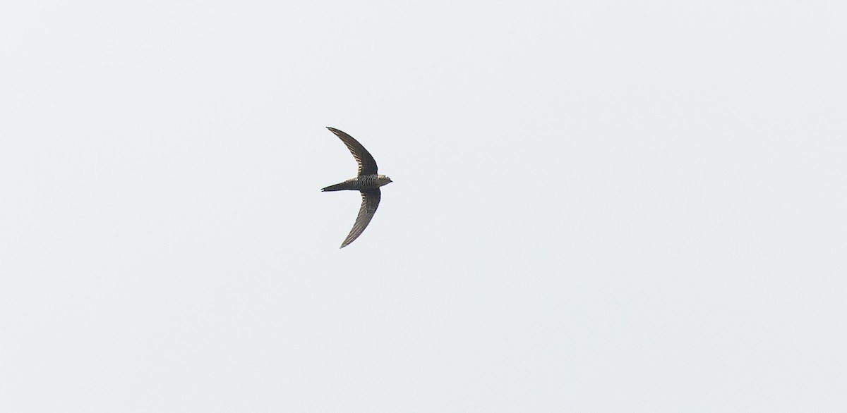 Pacific Swift - ML616685198