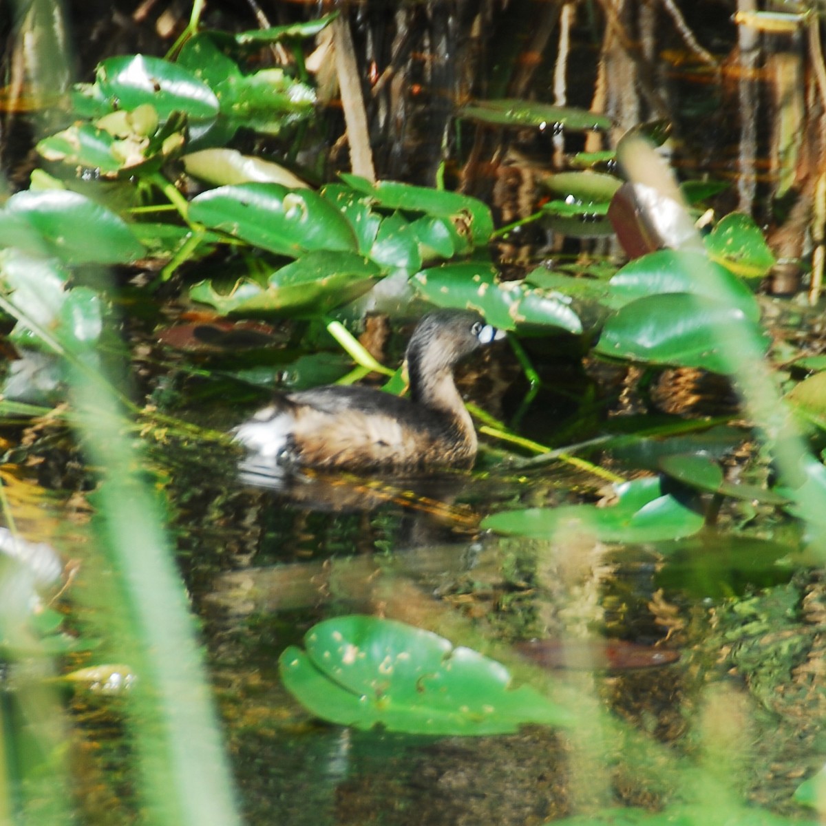 Pied-billed Grebe - ML616685222