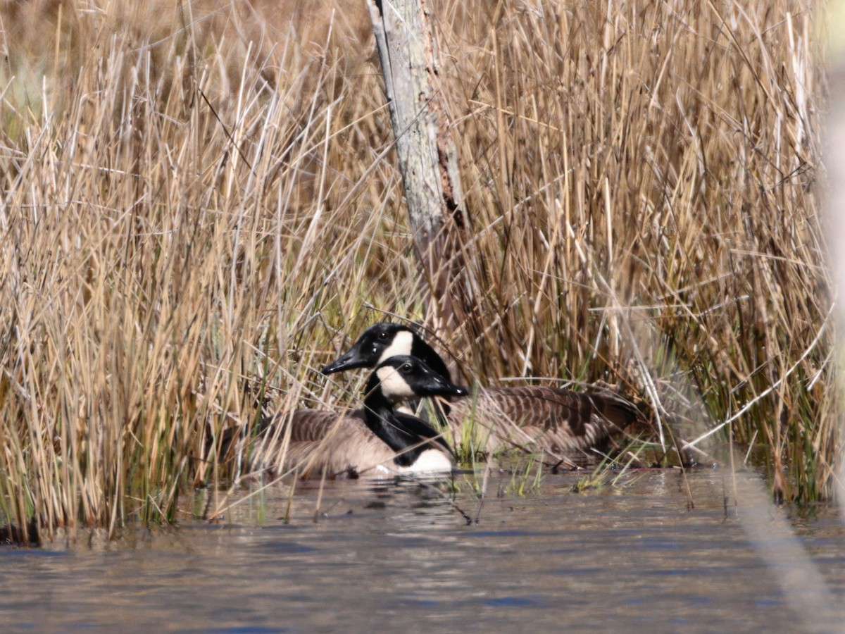 Canada Goose - D Brush