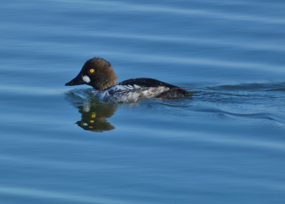 Common Goldeneye - ML616685341