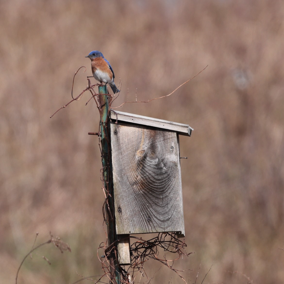 Eastern Bluebird - D Brush