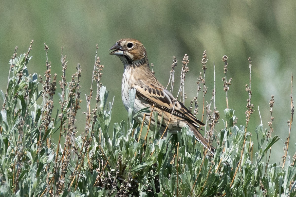 Lark Bunting - ML616685363