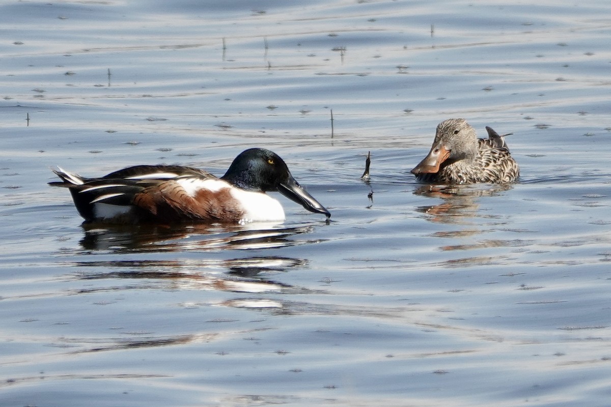 Canard souchet - ML616685394