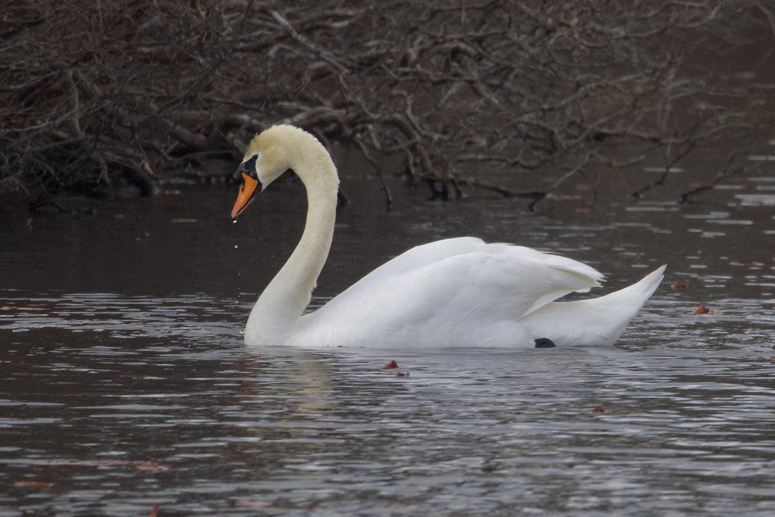 Mute Swan - ML616685412