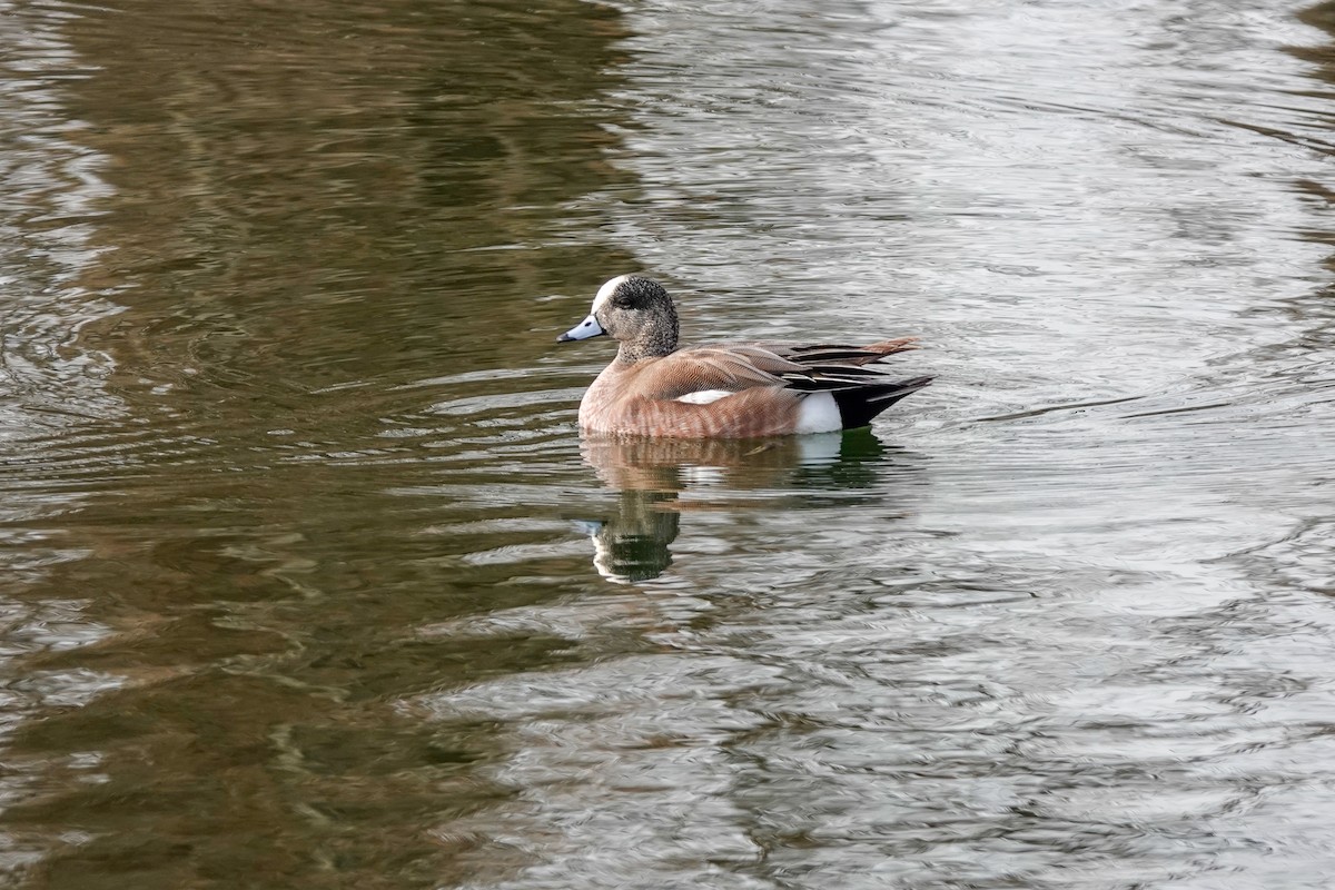 American Wigeon - ML616685452