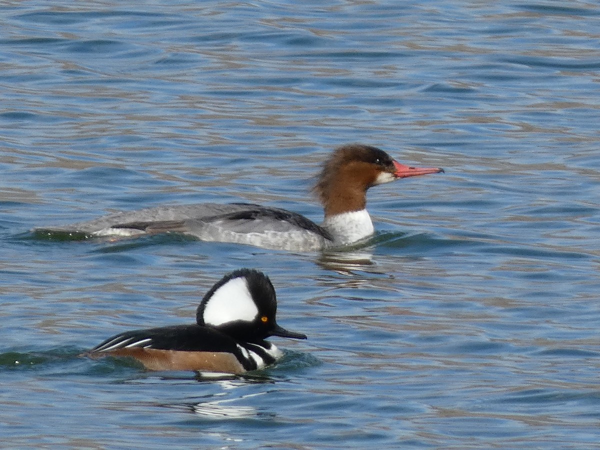 Common Merganser - Andrea Duran