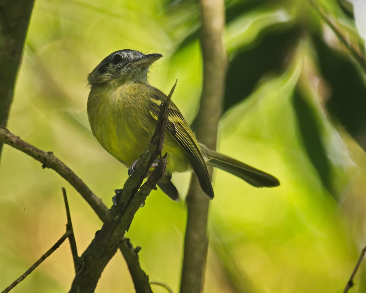 Olivscheitel-Breitschnabeltyrann (sulphurescens) - ML616685580