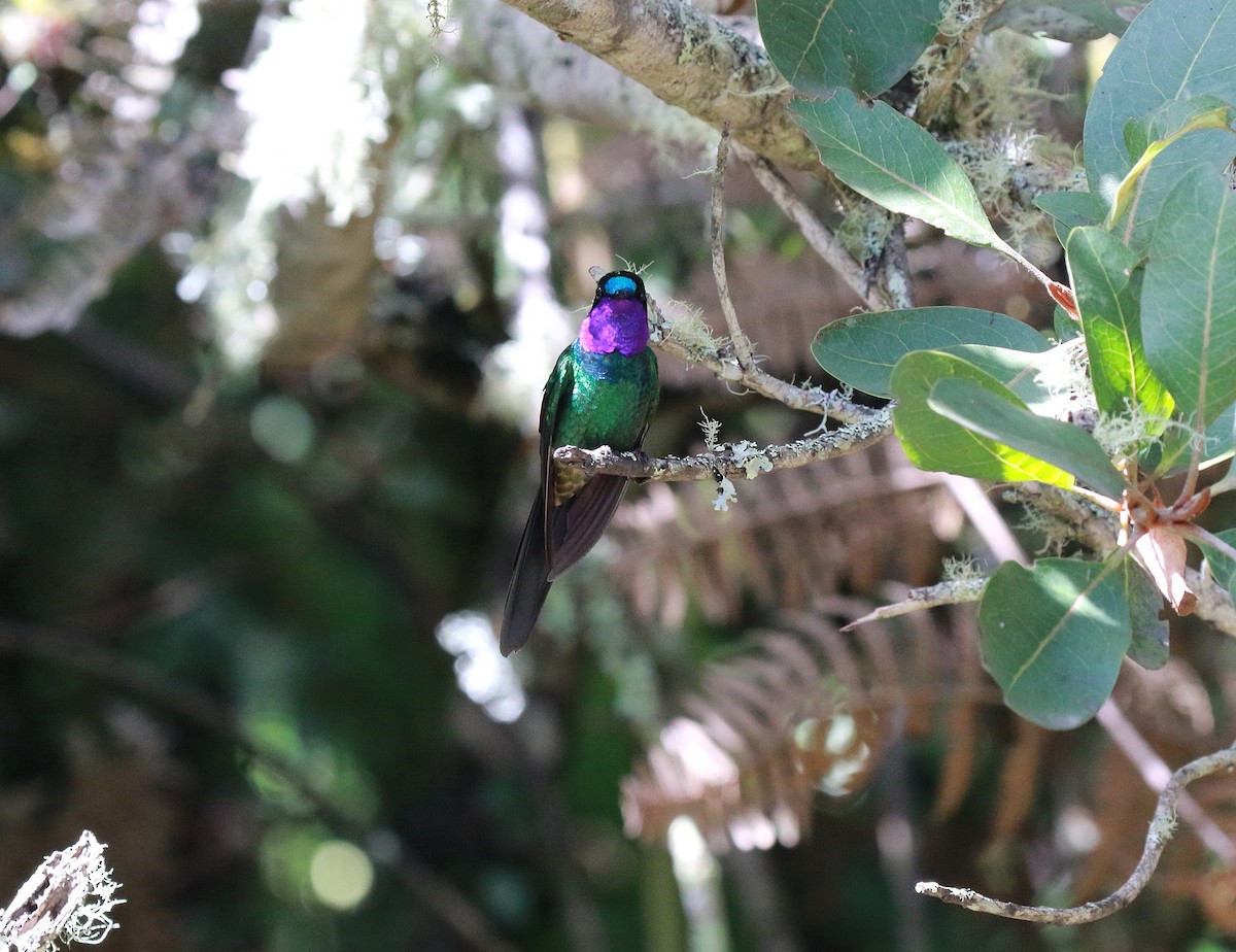 Purple-throated Sunangel (Brilliant) - ML616685581