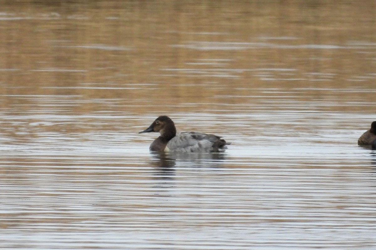 Canvasback - ML616685582