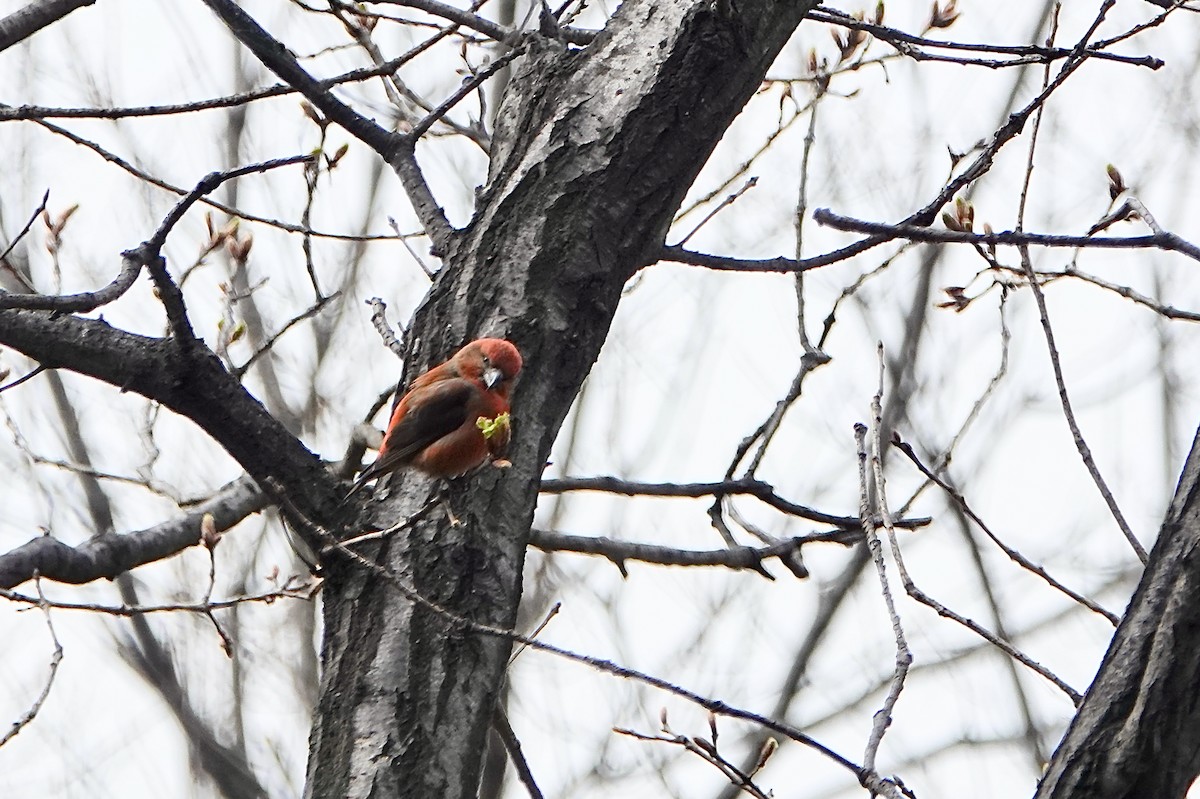 Red Crossbill - Jina Yi