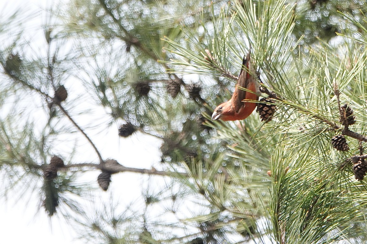 Bec-croisé des sapins - ML616685613