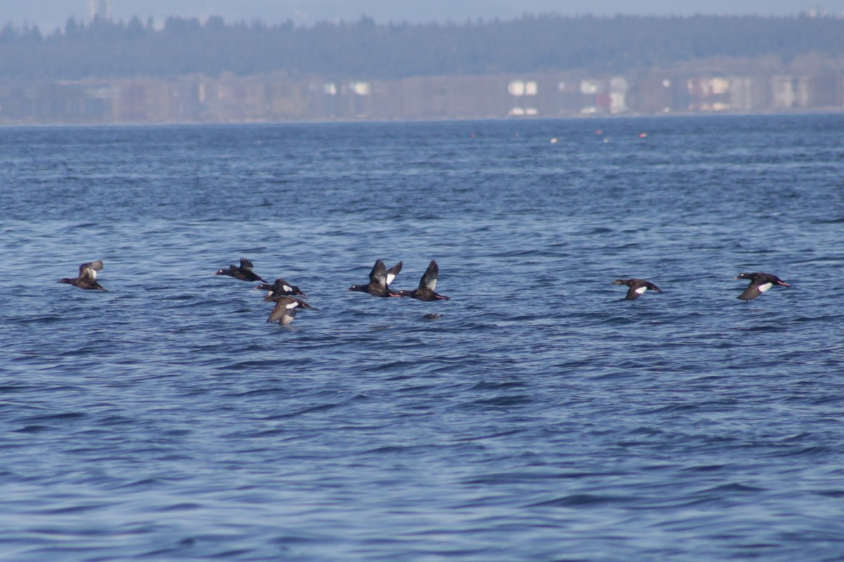 White-winged Scoter - ML616685650