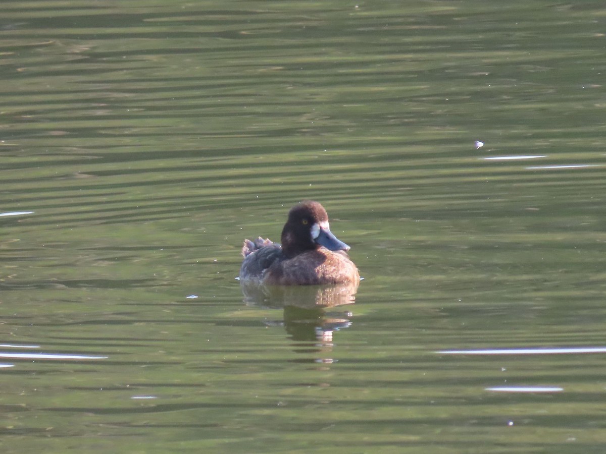 Lesser Scaup - ML616685659