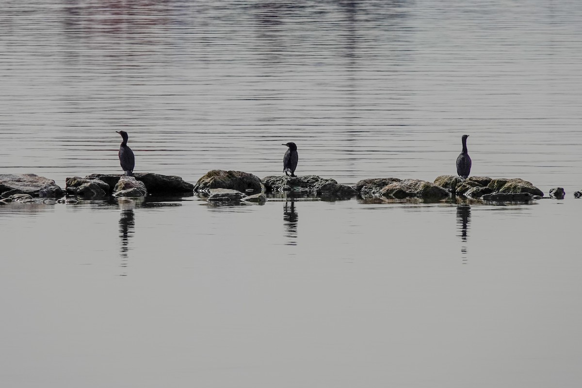 Cormoran à aigrettes - ML616685662