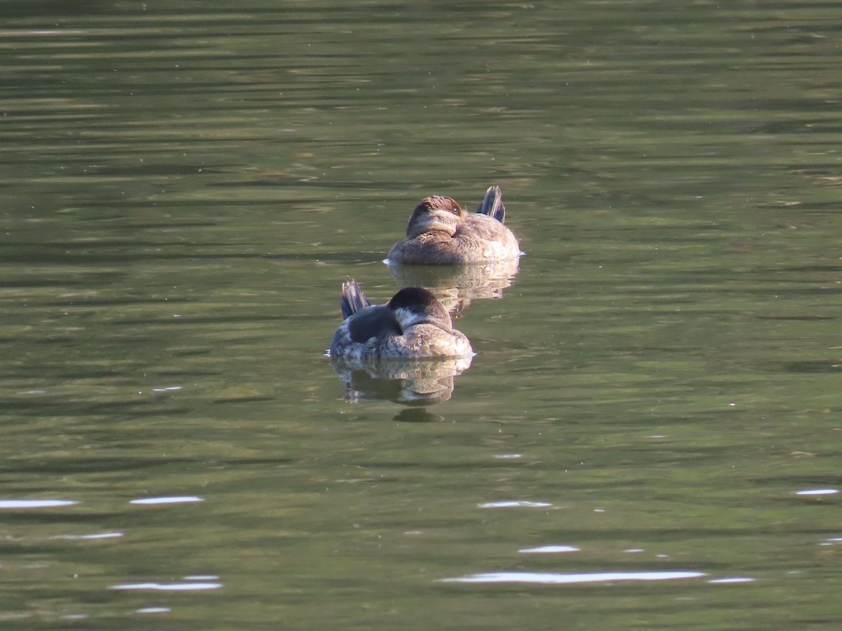 Ruddy Duck - ML616685689