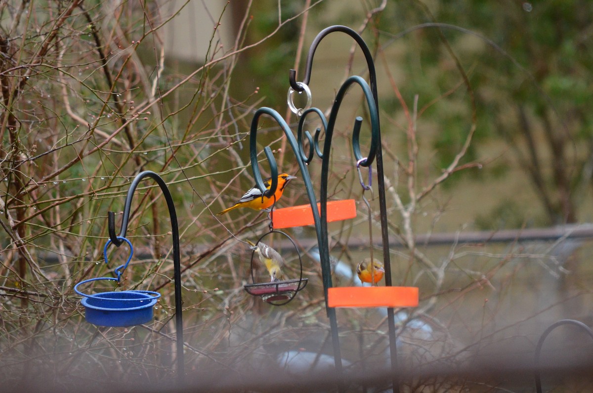 Bullock's Oriole - Skip Smith