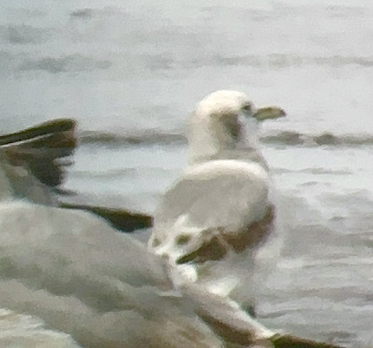 Mouette tridactyle - ML616685722