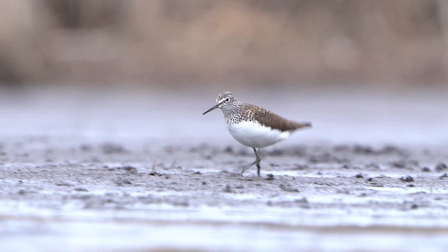 Green Sandpiper - ML616685723