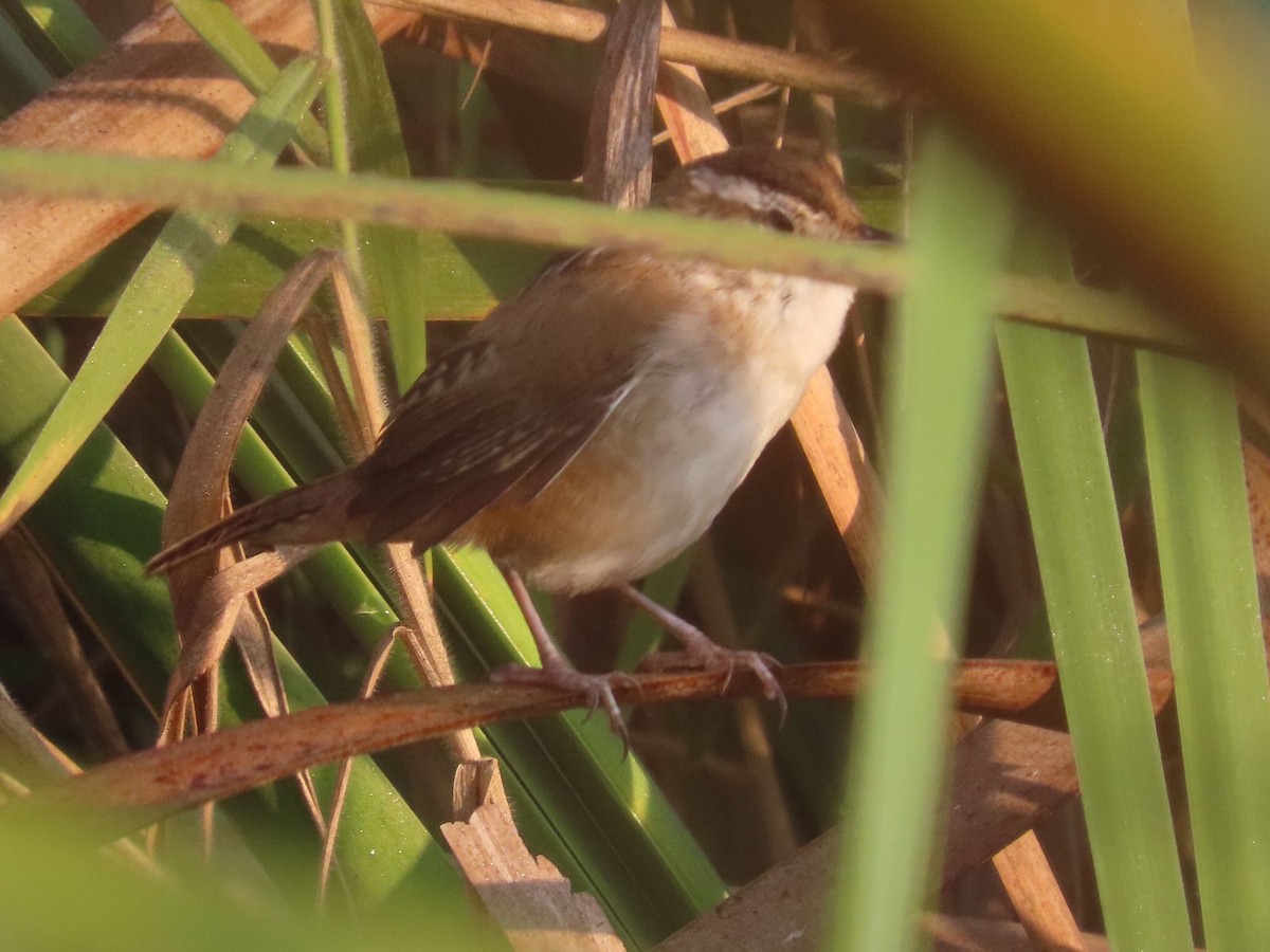 Marsh Wren - ML616685724