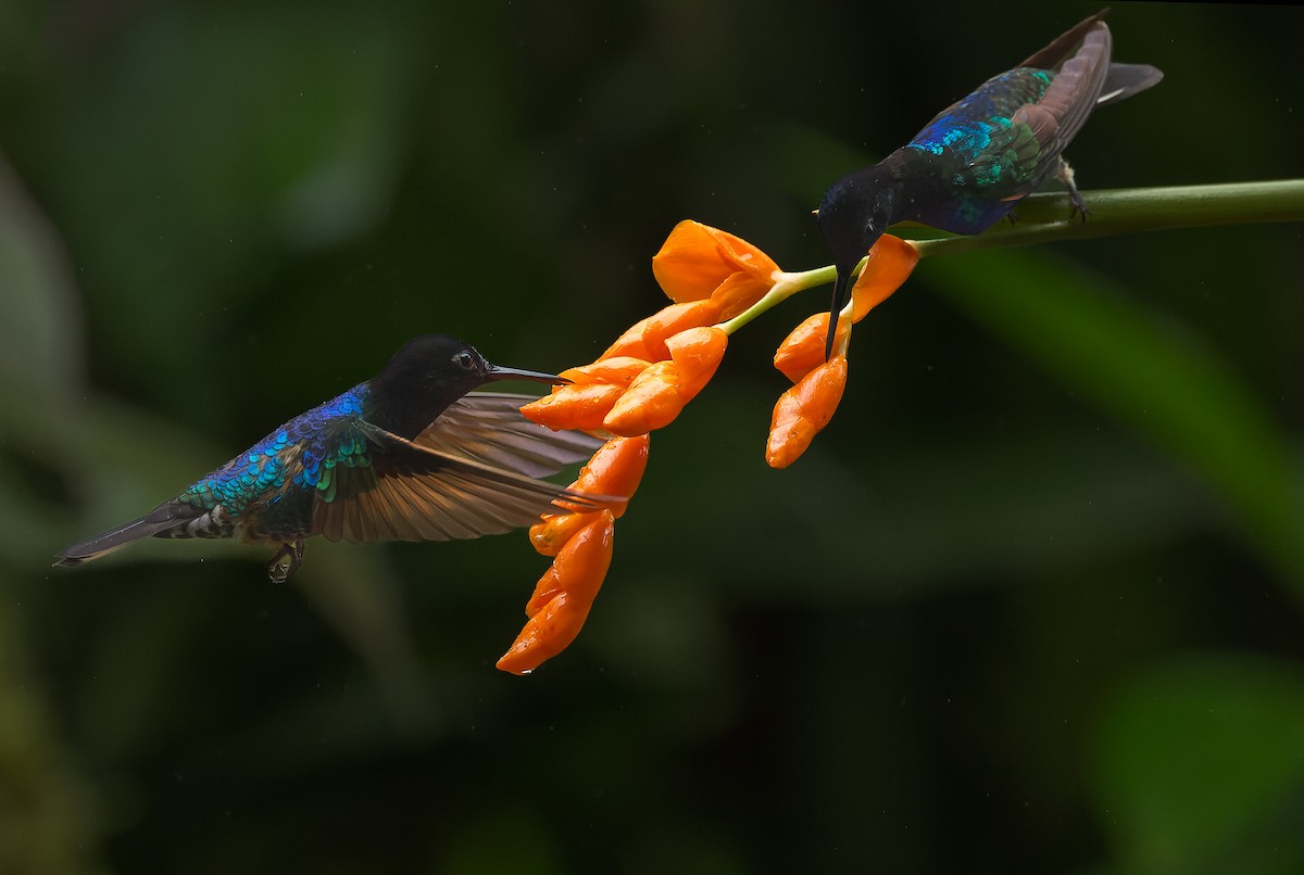 kolibřík hyacintový - ML616685732