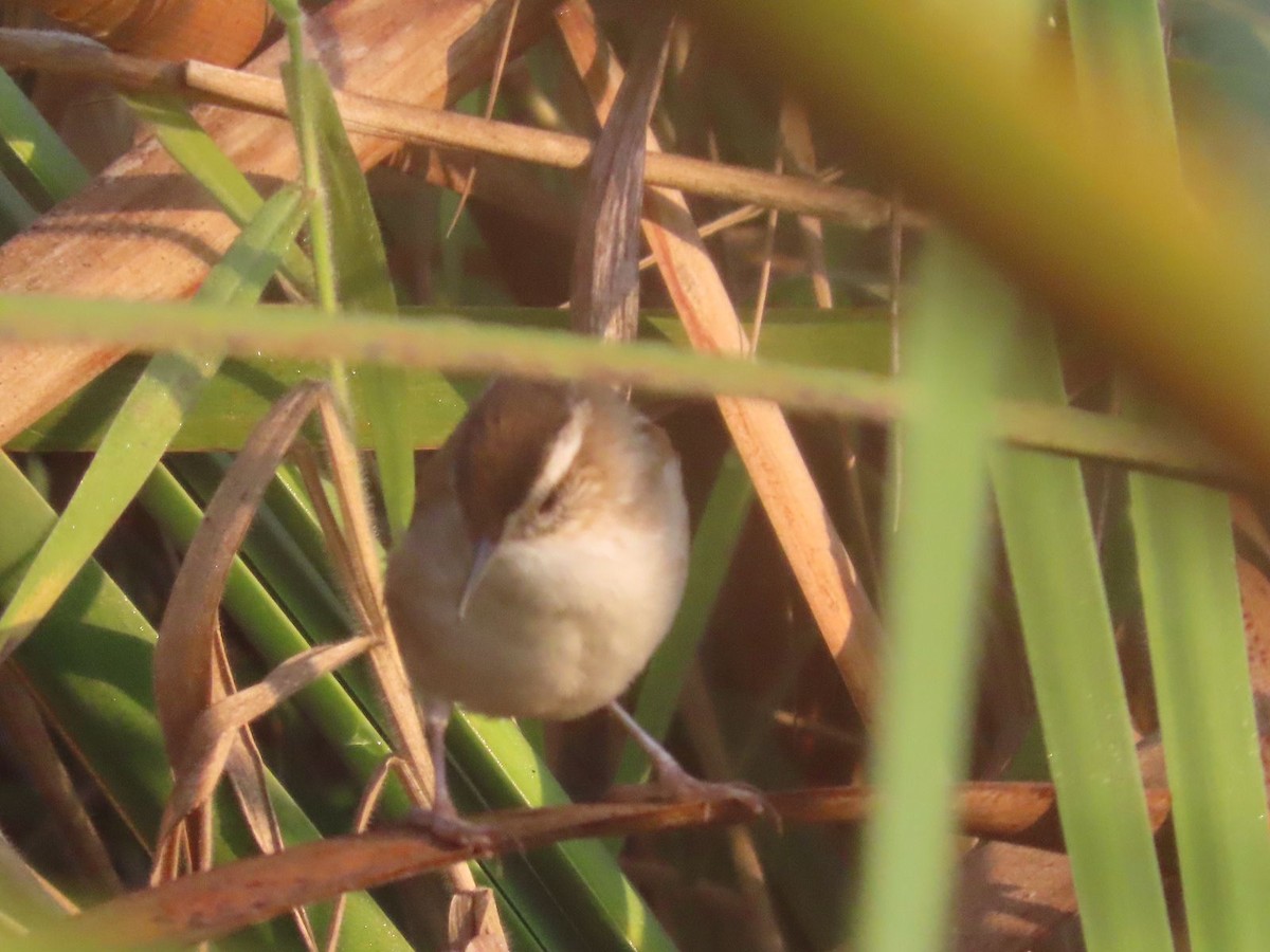 Marsh Wren - ML616685735