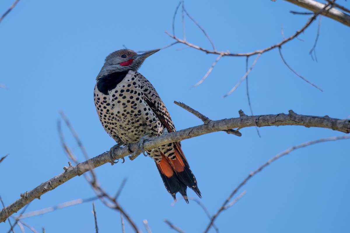 Northern Flicker - David Ornellas