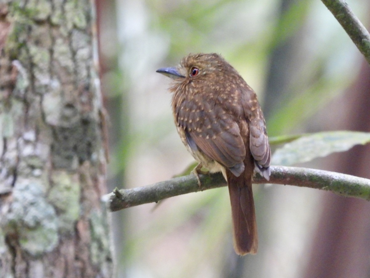 White-whiskered Puffbird - ML616685762