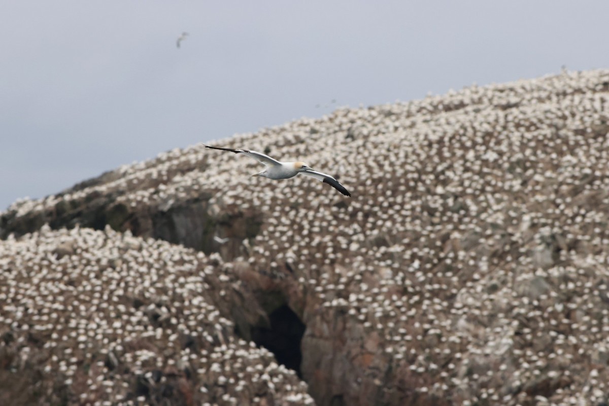 Northern Gannet - ML616685795