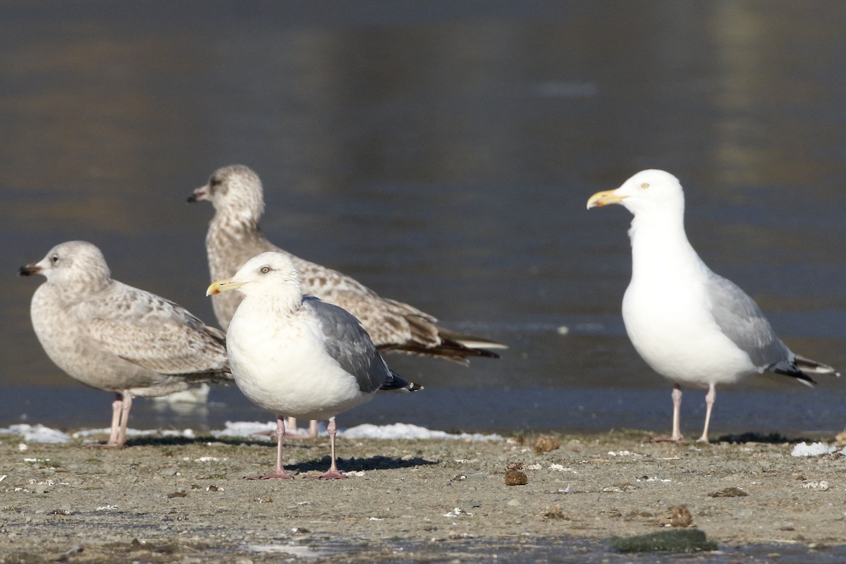 Gaviota Argéntea (vegae) - ML616685833