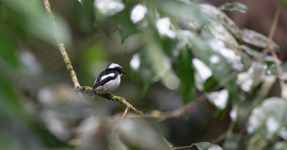 Little Pied Flycatcher - ML616685837