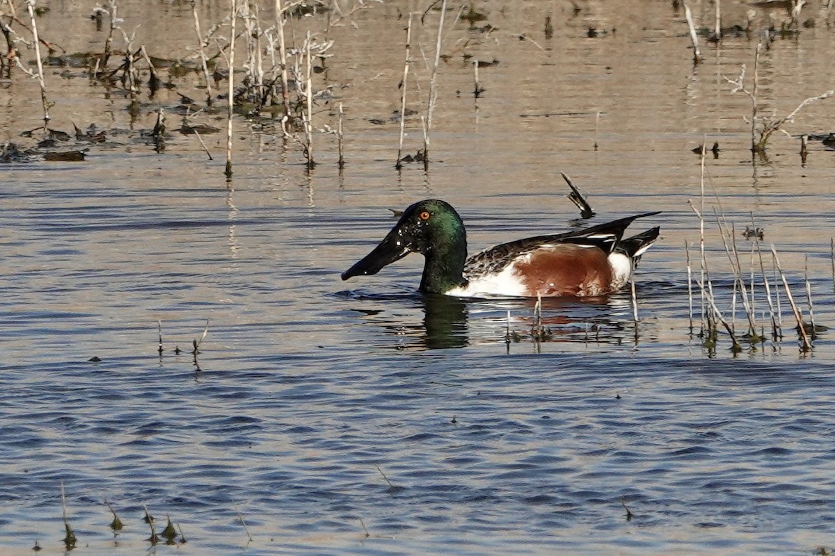 Canard souchet - ML616685848