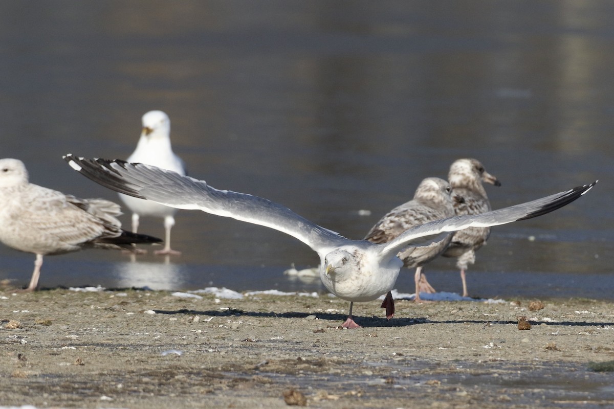 Gaviota Argéntea (vegae) - ML616685962