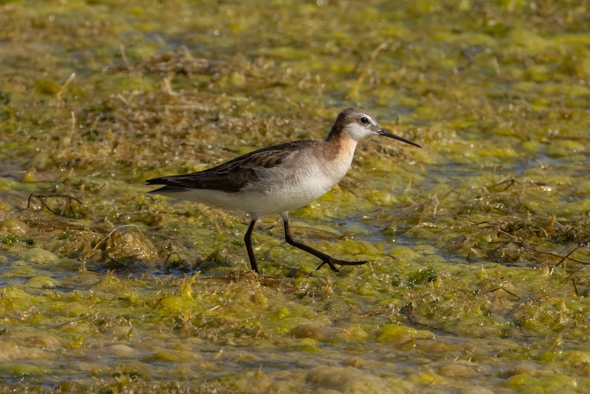 Phalarope de Wilson - ML616685972