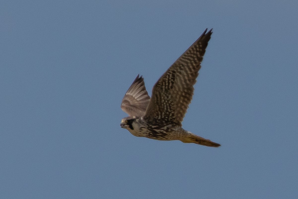 Peregrine Falcon - Robert Raffel