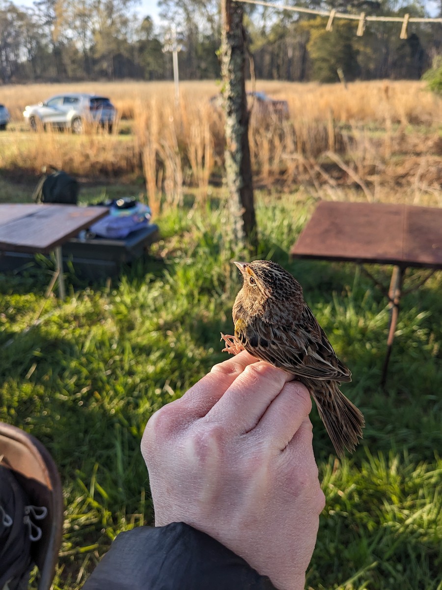 Grasshopper Sparrow - ML616686038